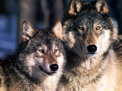 ambiente, green economy, green, sologreen, lupi, lupo, caccia ai lupi, riapertura caccia ai lupi, abbattimento lupi, notizie