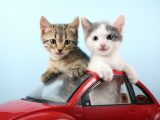 gatti-viaggi-auto